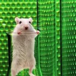 Лабораторний пацюк Лабораторний пацюк