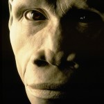 Homo erectus